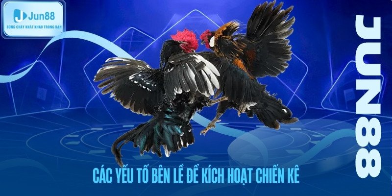 Các yếu tố bên ngoài quan trọng giúp kích hoạt tiềm năng của gà chiến.