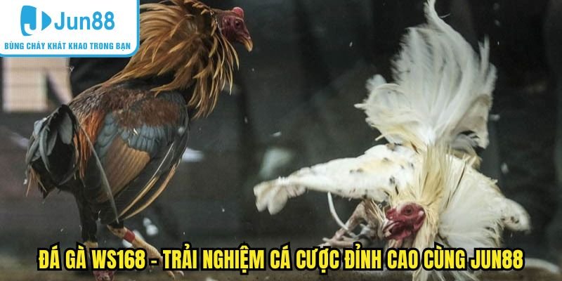 Đá Gà WS168