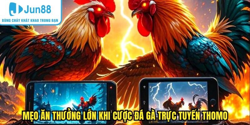 Mẹo Giúp Bạn Thắng Lớn Khi Tham Gia Cược Đá Gà Trực Tuyến Thomo
