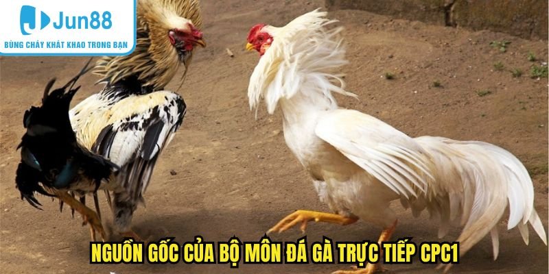 Nguồn gốc của hình thức đá gà trực tiếp CPC1