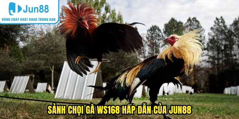 Sảnh đá gà WS168 đầy hấp dẫn tại Jun88