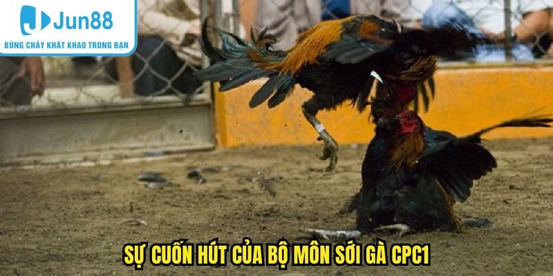 Sức hút đặc biệt của bộ môn đá gà sới CPC1