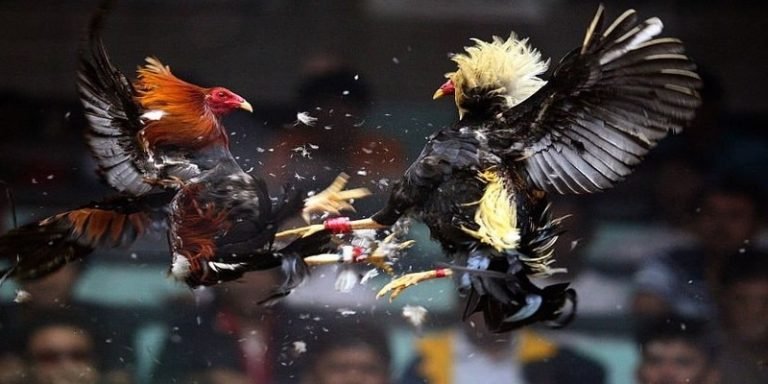 Truyền Hình Trực Tiếp: Sống Động Như Thật Ngay Trong Tầm Tay